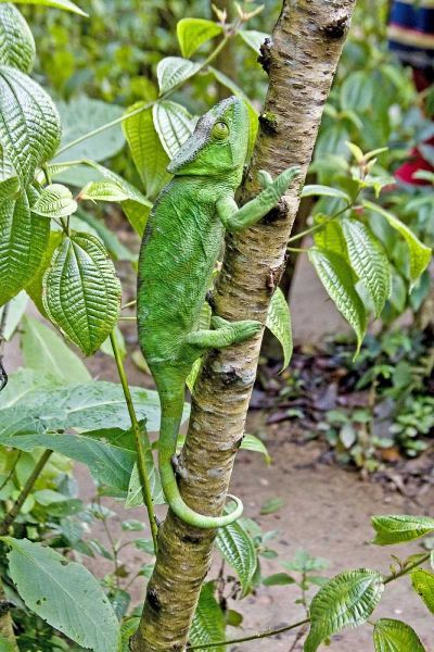 Madagascar Chameleon crawls up tree limb